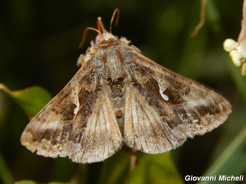 2 Noctuidae Plusiinae